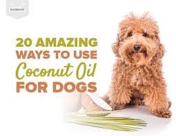 20 Amazing Ways To Use Coconut Oil For Dogs In 2020 Coconut Oil For Dogs Oils For Dogs Coconut Oil For Fleas