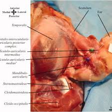Maybe you would like to learn more about one of these? Pdf The Head And Neck Muscles Of The Serval And Tiger Homologies Evolution And Proposal Of A Mammalian And A Veterinary Muscle Ontology