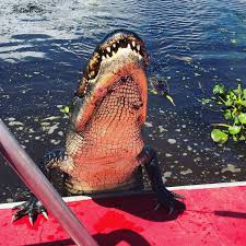 00:25:09 alligators are aggressive because of an enlarged medulla oblongata. Waterboy Quotes Alligators Ornery