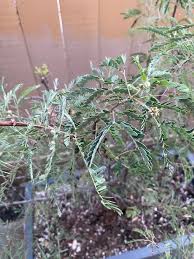 Image result for Brachystegia microphylla