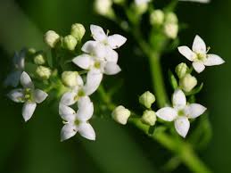 Image result for Galium