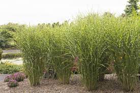 Porcupine Grass Plants Landscaping With Boulders Grasses Landscaping