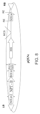 Scp explained (a wikidot by scp admins). Us10501750b2 Isolated Polynucleotides And Polypeptides And Methods Of Using Same For Increasing Plant Yield And Or Agricultural Characteristics Google Patents