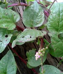 Image result for Basella alba