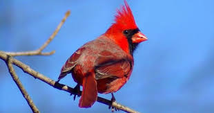 What Is An Ecosystem And Types Of Ecosystem Ecosystems Furry Friend Northern Cardinal