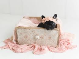 Great french bulldog breed information. Pin On Miso Doodle Kisses