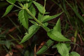 Image result for Stomatanthes