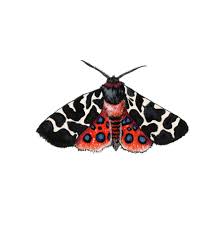 Garden Tiger Moth Butterfly Inspiration Moth Butterfly Art