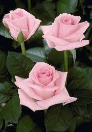 Pin On Beautiful Flowers