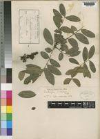 Image result for Zanthoxylum chalybeum