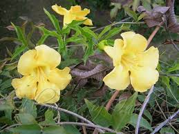 Image result for Dolichandra unguis-cati