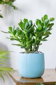 Image result for Crassula lanceolata