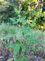 Image result for Rhynchosia tricuspidata