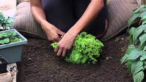 How To Cut Lettuce So It Keeps Growing The Chef S Garden Youtube