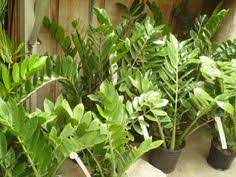 Houseplant Toxicity Week Part 4 Potentially Dangerous Plants Plants Toxic Plants For Cats Best Indoor Plants