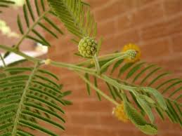 Image result for Acacia pentagona