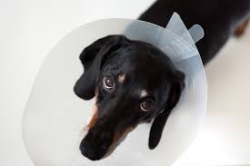 We did not find results for: Possible Complications After Neutering Your Dog