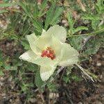 Image result for Cienfuegosia digitata