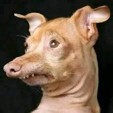 Kalenjin men wamesema Kuna mrembo wa kupiga naye sherehe na ...