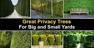 Living privacy fence ideas are a great way to be green and give personality to your homestead and invite nature in your live. The Best Privacy Trees Great Privacy Fence Trees With Pictures