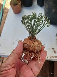 Image result for Leptactina arborescens