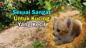 Apa punca kucing cirit birit. Buat Ubat Cirit Kucing Sendiri Mudah Berkesan Jimat Youtube