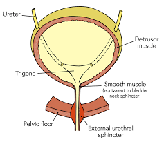 Female Urethra And Urethral Sphincter