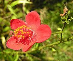 Image result for Hibiscus rhabdotospermus