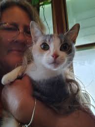 Trap for catching a stray cat successfully set