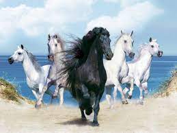 Horse Kuda Hitam Kuda Hitam