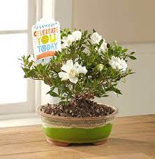 Check spelling or type a new query. Gardenia Bonsai Tree Ftd Celebrate You