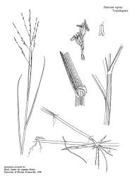 Image result for Panicum repens