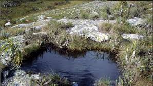 Image result for Isoglossa milanjiensis