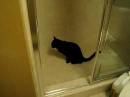why does my cat pee in the shower drain