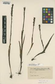 Image result for Habenaria humilior
