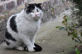 Er ist sehr verspielt und kuschelbedürftig. Katzen Im Hohen Alter Tipps Zum Umgang Mit Seniorkatzen