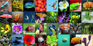Biología | Wiki de biología | Fanático