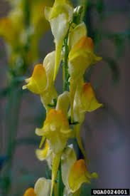 Image result for Landolphia eminiana