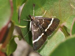 Image result for Pyrausta cingulata