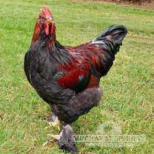 Cochin hens are well known as very good mothers. Murray Mcmurray Hatchery Partridge Cochins