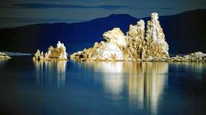 Image result for Monotes magnificus