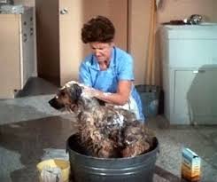 Tiger Getting One Of Many Baths That Day The Brady Bunch Old Tv Shows 70s Tv Shows
