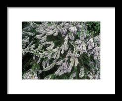 Image result for Fabiana imbricata