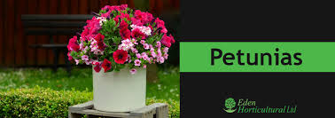 Check spelling or type a new query. 13 Plants That Repel Flies Mosquitoes And Bugs Eden Horticultural