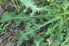 Image result for Hypochaeris radicata