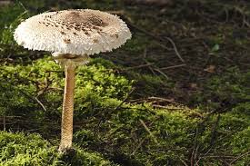 Parasolpilz Pilze Pflanzen Natur