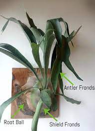 Putting it together gardeners should prepare the basket to provide the optimal conditions for the staghorn fern. Staghorn Fern Care How To Water Grow And Care For Staghorn Ferns Pistils Nursery