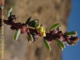 Image result for Suaeda sp. B