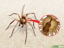 Veja o que fazer neste cenário. Como Identificar E Tratar Picadas Da Aranha Marrom