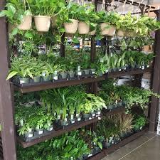Maybe you would like to learn more about one of these? Chameleon Cage Plants Chameleon Academy